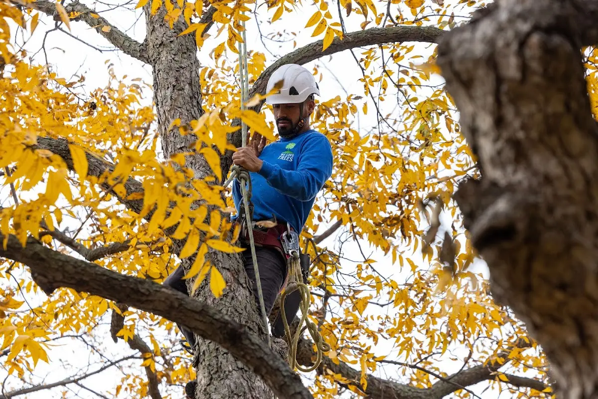Skilled Tree Planing crew working in Kim